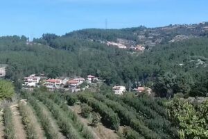 Leitão dos Arcos,Lda