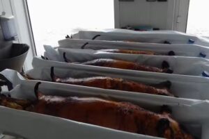 Real Casa dos Leit&otilde;es